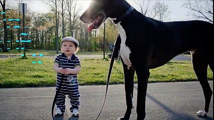 Babies and dogs take each other for a walk -