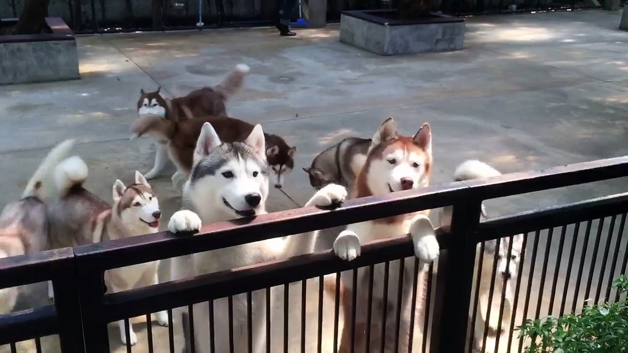 Husky Overload