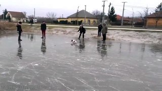 Funny Animals Slipping on Ice Compilation 2015