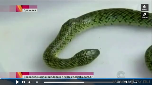 В Бразилии ядовитая змея скончалась от укуса маленького мальчика