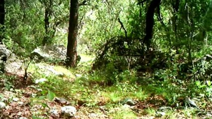 Caught on camera: America's only wild jaguar
