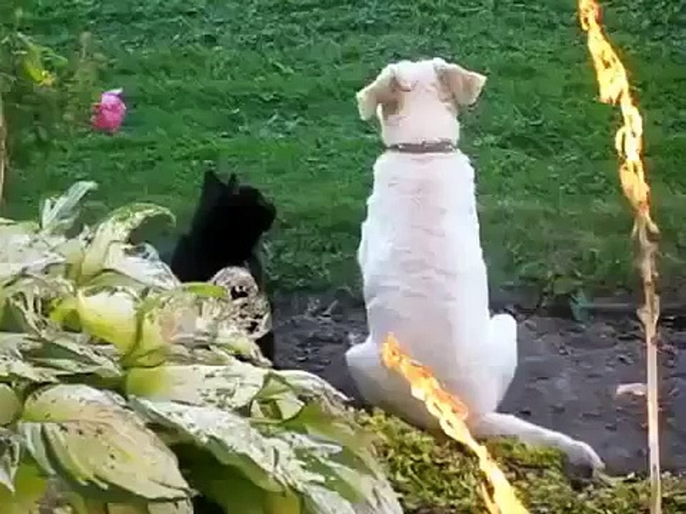 ПРИКОЛ КОШКА ДЕЛАЕТ МАССАЖ СОБАКЕ