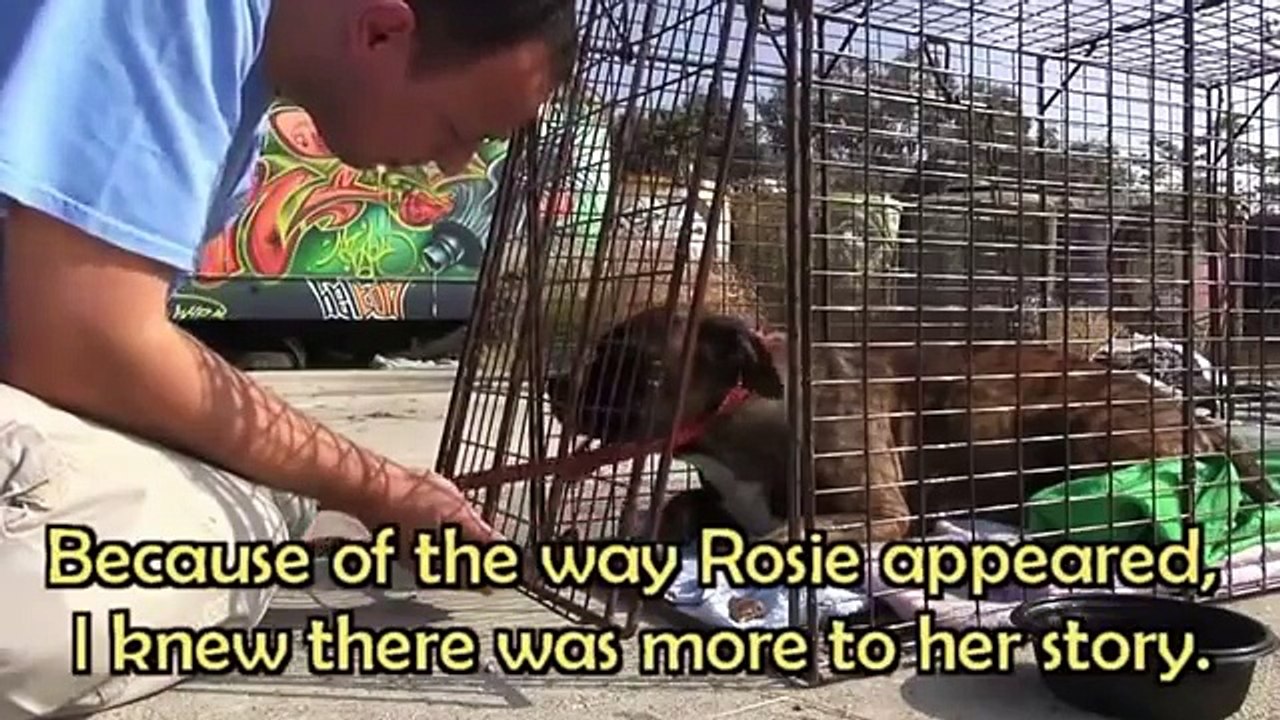 Hanno trovato un cane abbandonato in uno stato davvero pessimo ecco cosa è successo