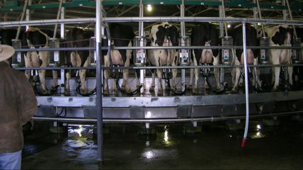 La folie des fermes géantes