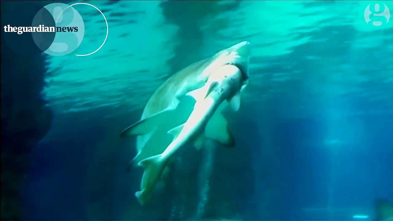Un requin en mange un autre dans un aquarium !