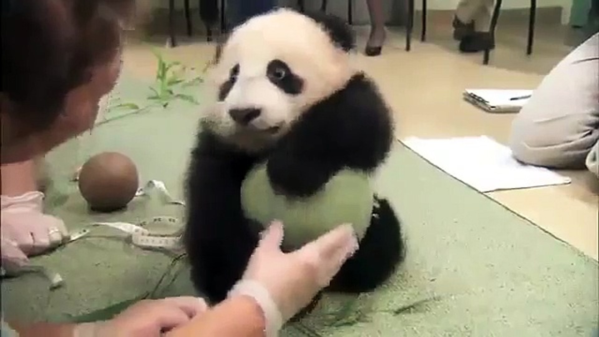 ⁣Панде подарили мячик Pande presented the ball