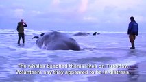 Киты выбросились на берег Whales washed ashore