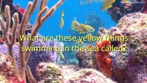 Yellow Things - Interactive Video English Lesson