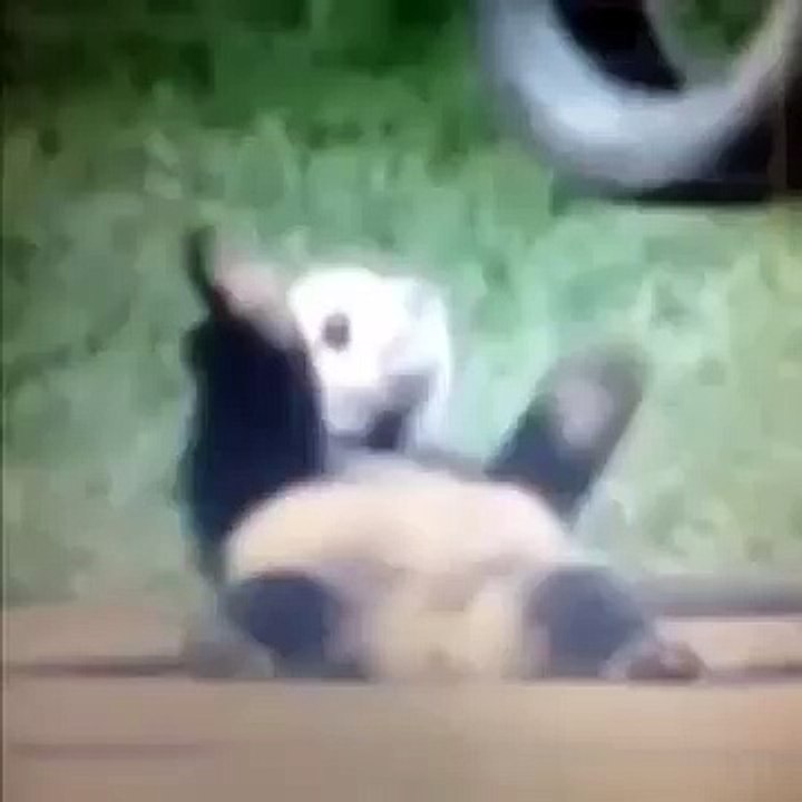My Pet Panda Hitting That!
