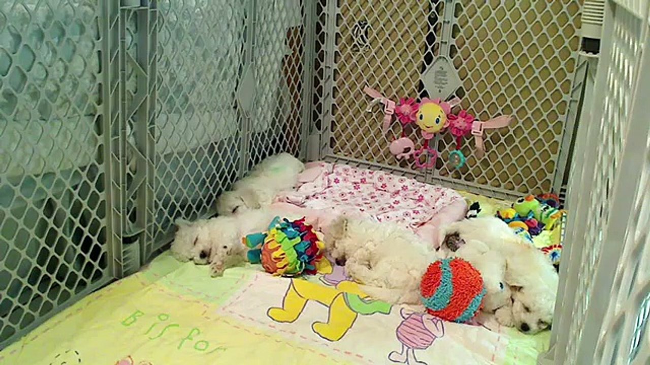Bichon Frise Puppies