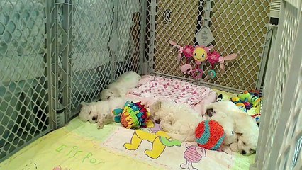 Bichon Frise Puppies