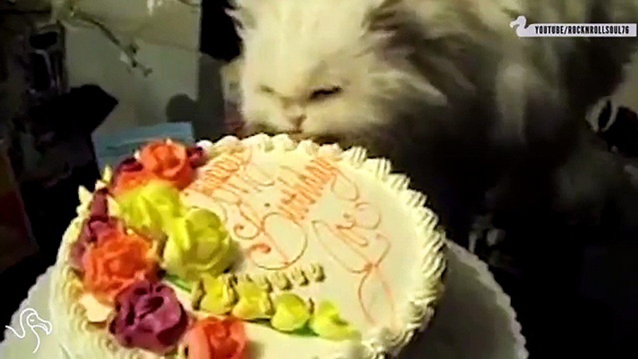 Funny Cats Compilation 2015