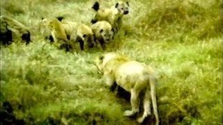 Animal Video {CRITICAL} HYENAS ALMOST KILL LIONESS & Much More [Classic!]