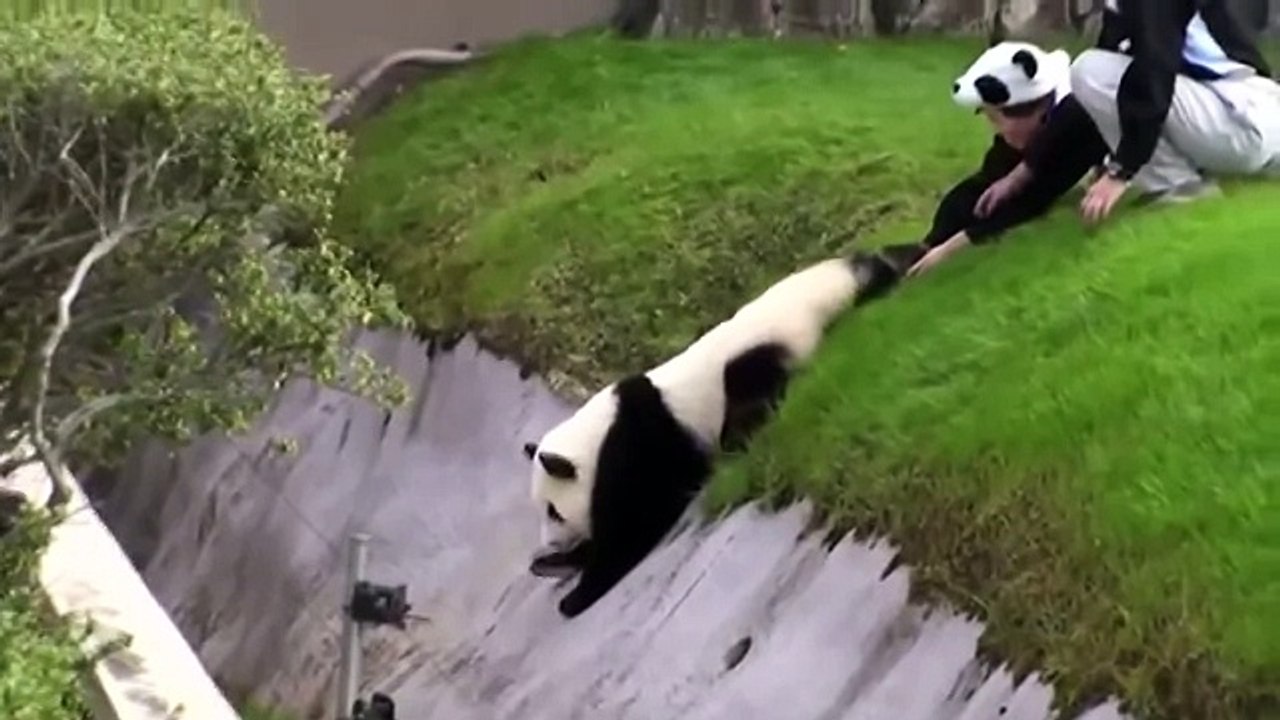 Спасение Панды Rescue Panda