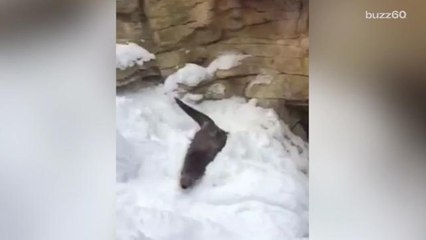 River otter goes sledding on his belly at the Minnesota Zoo
