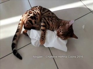 Helfina coons : ABIGAEL CHATON BENGAL
