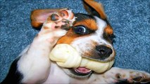 10 Funniest Beagle Videos