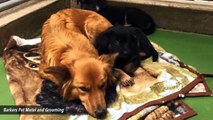 Rescue Dog Leaves Her Kennel During Night To Care For New Foster Puppies