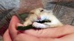 Tiny hamsters falls asleep while eating a treat
