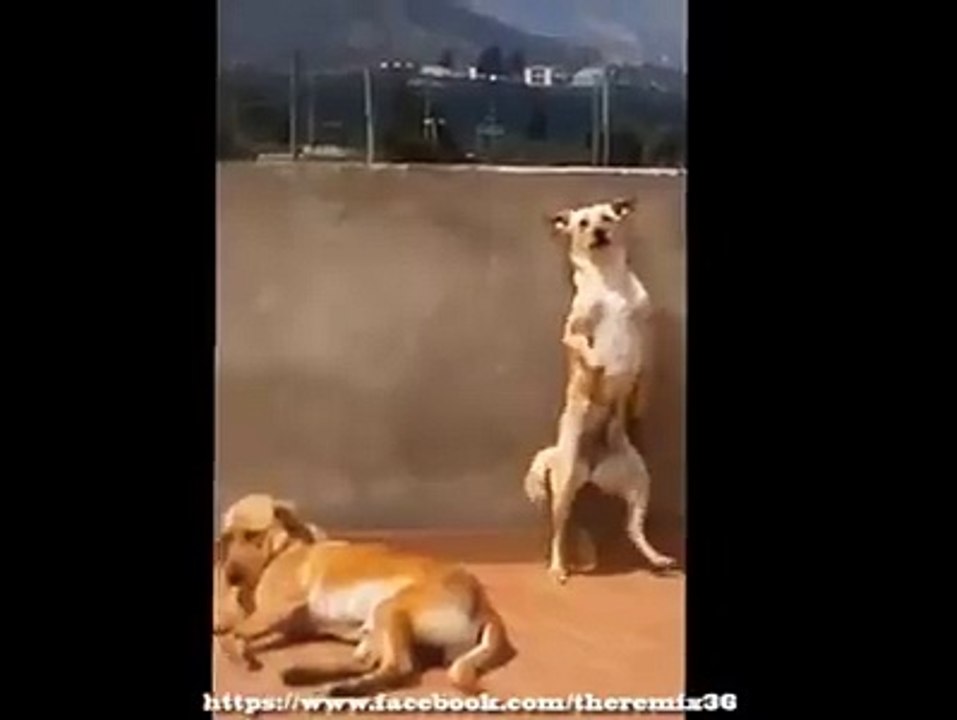 le plus drôle des vidéo marocain- incroyable dance chaabi