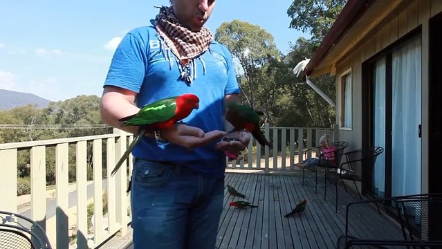 ОБАЛДЕТЬ! Обычное утро в Австралии