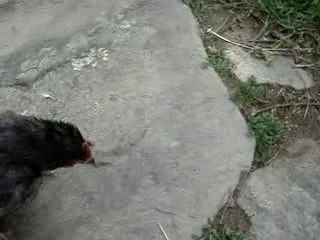 Maladie de Marek chez un jeune coq