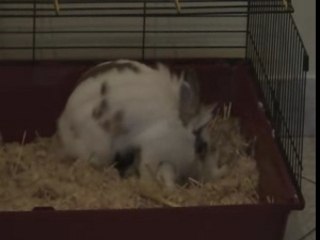 L'allaitement des lapinous