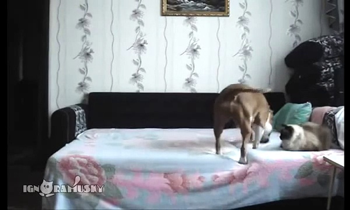 Когда собака остается дома одна. Съемка скрытой камерой