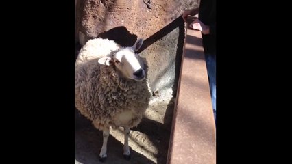Sheep  Likes To Be Petted