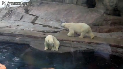 Белый медведь приветствует зрителей