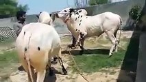 Beautifull Cows Pair in Sohrab Goth Bakra Mandi