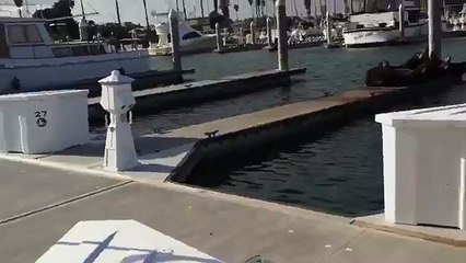 Bir Hışımla İskeledeki Fokları Denize Döken Asabi Köpek