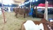 Beautiful Cows for Qurbani In Sohrab Goth Bakra Mandi Must Watch