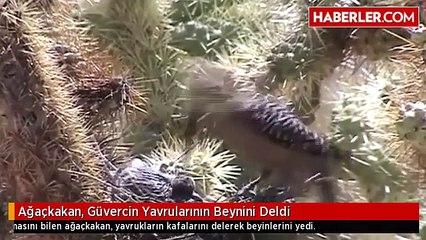 Bu Görüntüyü Çeken Belgeselciye Tepki Yağıyor