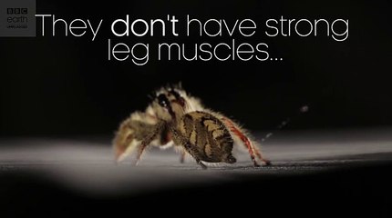 Bu Hayvanı Görürseniz Kaçın! Ağır Çekim Görüntülerle Dünyanın En Atletik Örümceği