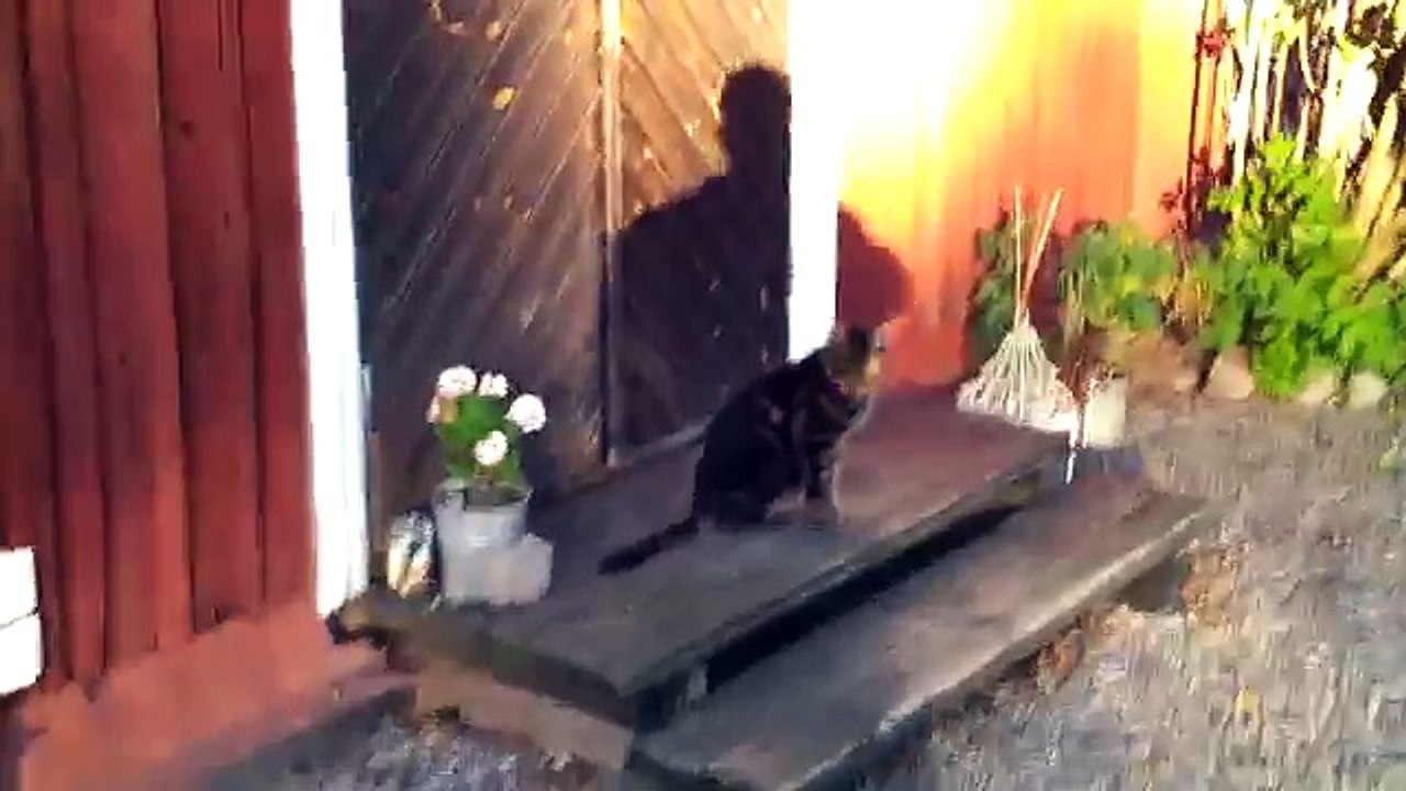 Cat Died Of Cancer