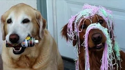 Собаки смешные и сумасшедшие. Это ж надо так отрываться!