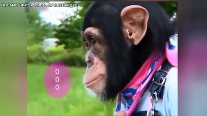 Как бульдог и шимпанзе речку преодолевали