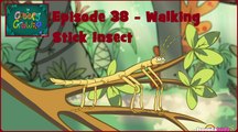I'm a Creepy Crawly - Episode 38 - Walking Stick Insect