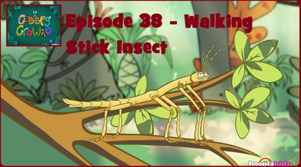I'm a Creepy Crawly - Episode 38 - Walking Stick Insect