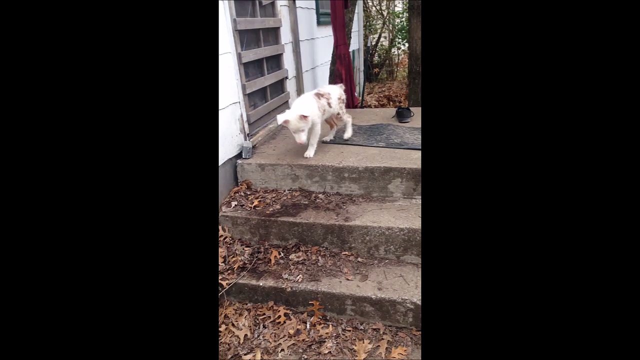 Ce chiot sourd et aveugle descend pour la première fois les escaliers