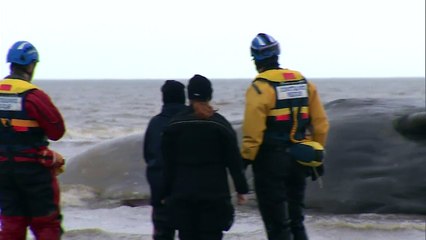 Large sperm whale stranded on Hunstanton beach