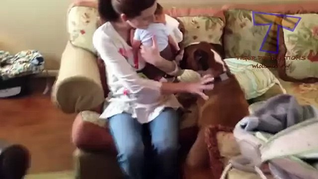 Как Дружат Между Собой Кошки, Собаки И Маленькие Дети