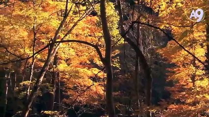 Yağmur Yağdığında Şeffaflaşan İskelet Çiçeği