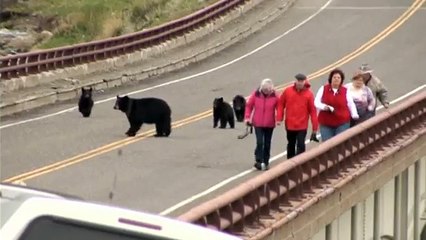 Bear with cubs chases tourists