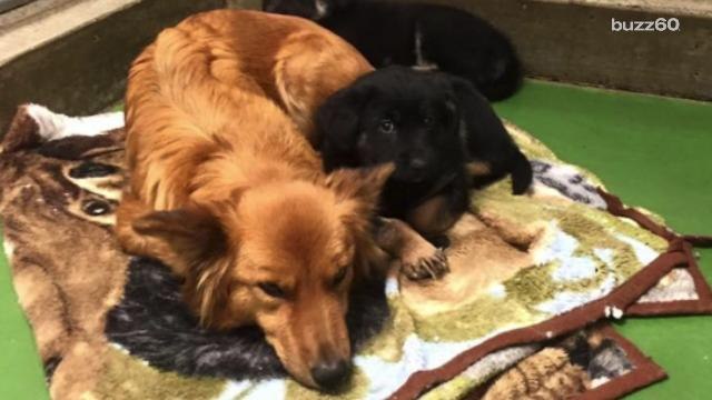 Puppy love caught on camera, dog sneaks out to comfort crying puppies