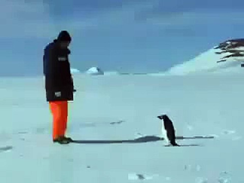 ATAQUE DE PINGUINO (360p)