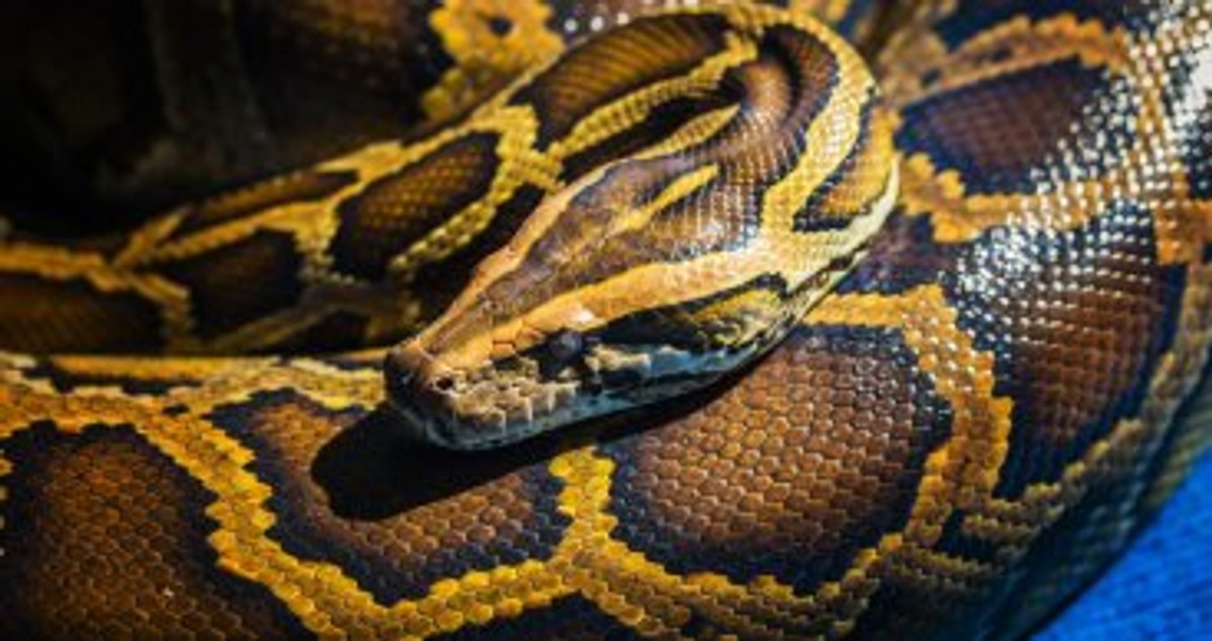 Brezilye'da 35 Metre Uzunluğunda Yılan Yakalandı