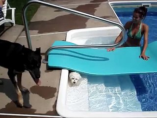 Chloe, a Bichon Frise from France, in her pool.