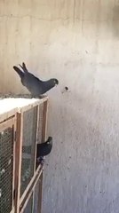 BU VİDEODAN SONRA RESMEN KUŞ SEVER OLDUM BENDE